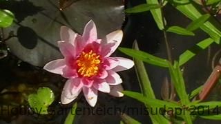 06.07.14 Laydekeri Purpurata 1te. Blüte.JPG