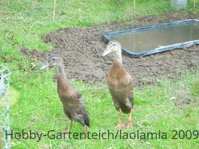 09-05-30_laufenten1_bearbeitet-jpg.46253