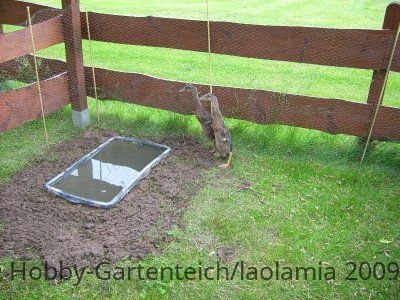 09-05-30_laufenten_bearbeitet-jpg.46254