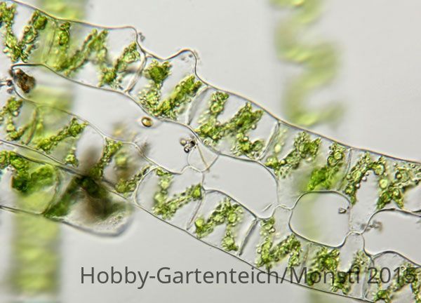12.spirogyra.konjugation.jpg