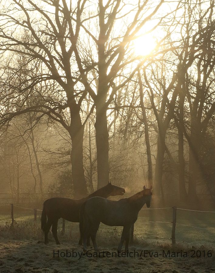 2 Jungpferde_Morgennebel_Gegenlicht_Sonnenaufgang_900.JPG