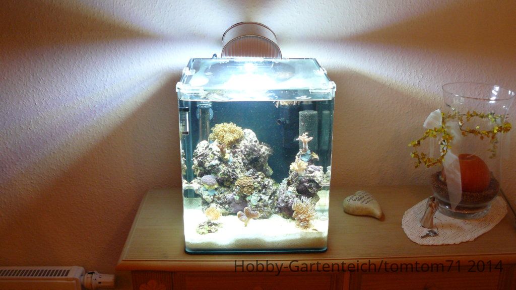 2013-11 NanoReef 093.JPG