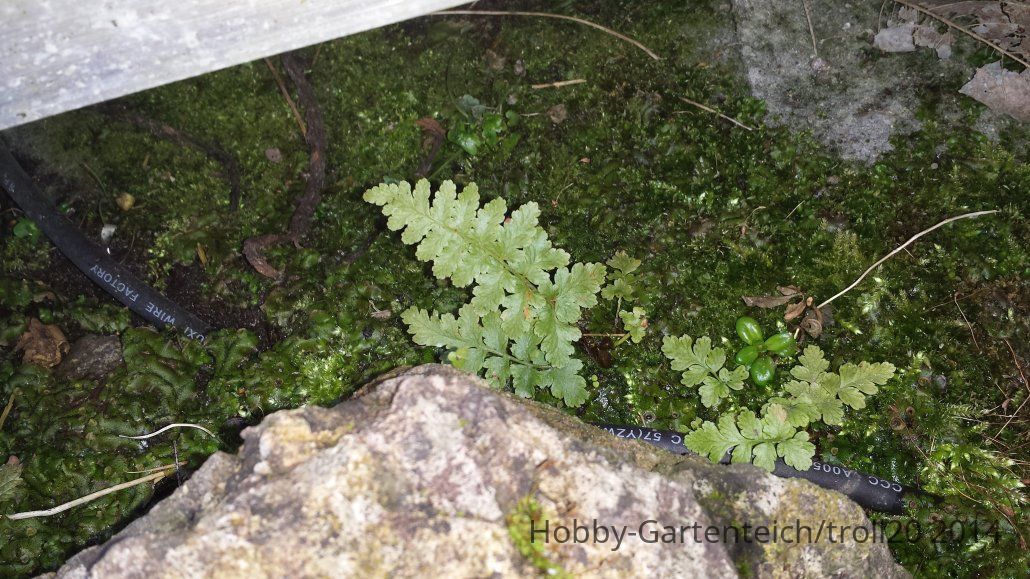20140302_Farn.jpg