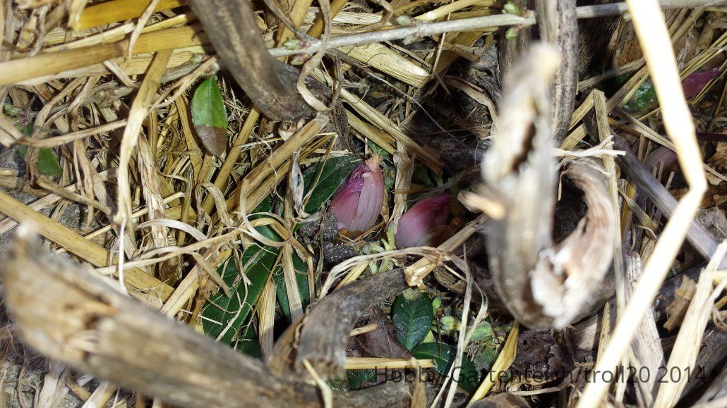 20140302_Fuchsien.jpg