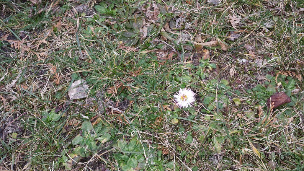 20140302_Gänsebl.jpg