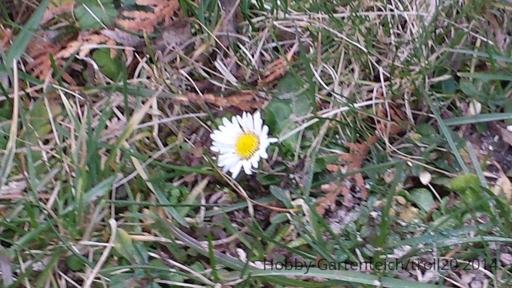 20140302_Gänsebl2.jpg