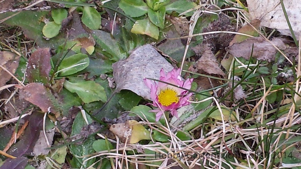 20140302_Gänsebl3.jpg