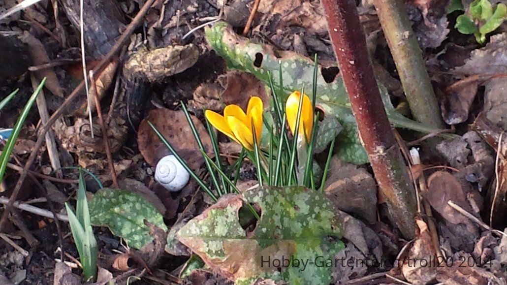 20140302_Krokus g.jpg