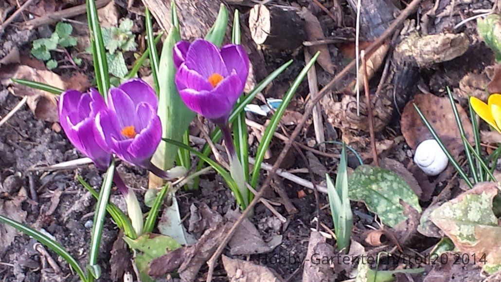 20140302_Krokus l.jpg