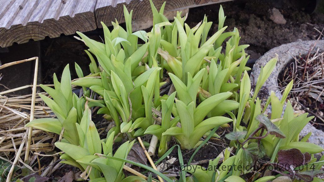 20140302_Taglilie.jpg