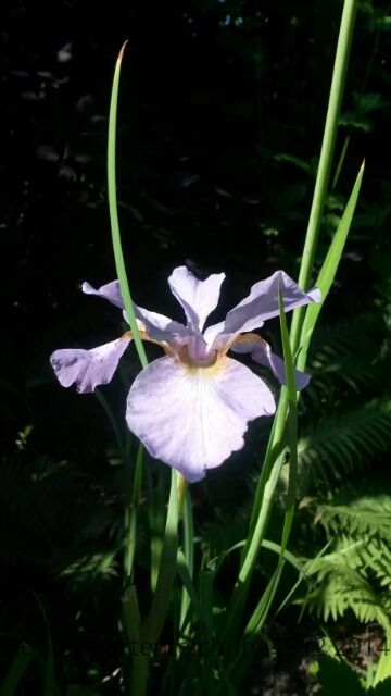 20140604_171608.jpg