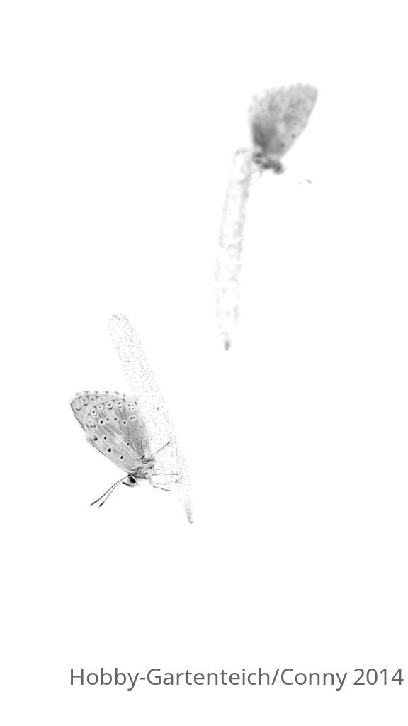 20140712_0141-IR-HF.jpg