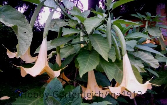 20140728_210129.jpg