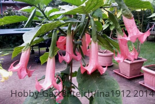 20140730_181147.jpg