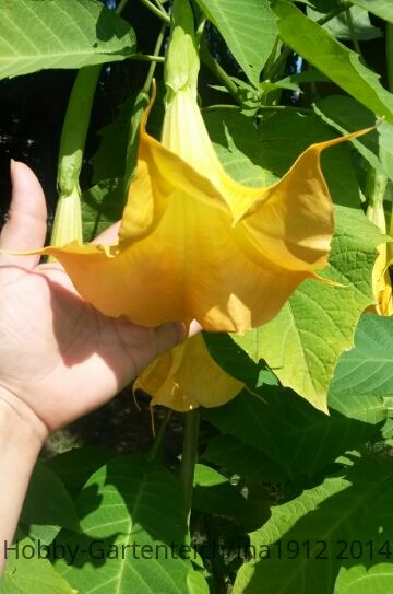 20140731_133242.jpg