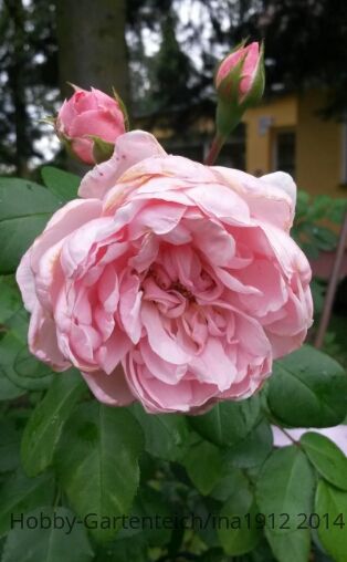 20140815_160514.jpg