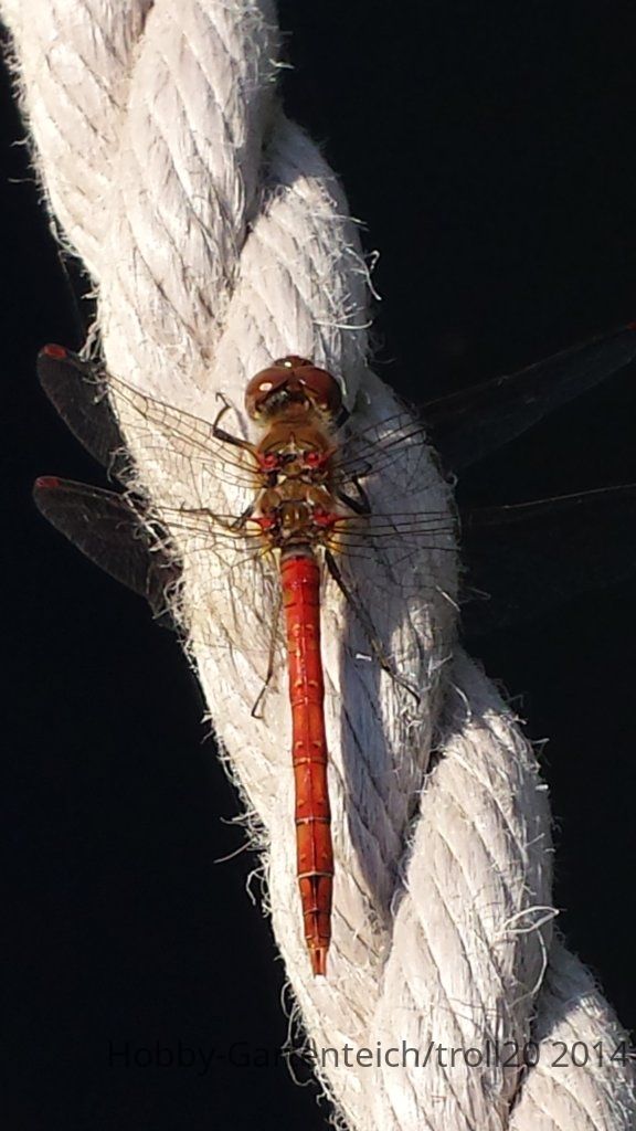 20140904_133636.jpg