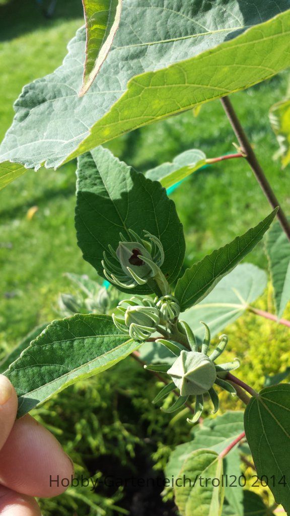 20140904_133844.jpg