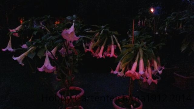 20140910_200013.jpg