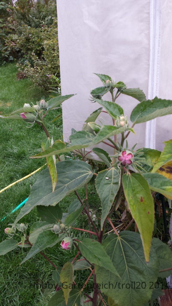 20140912_080758.jpg
