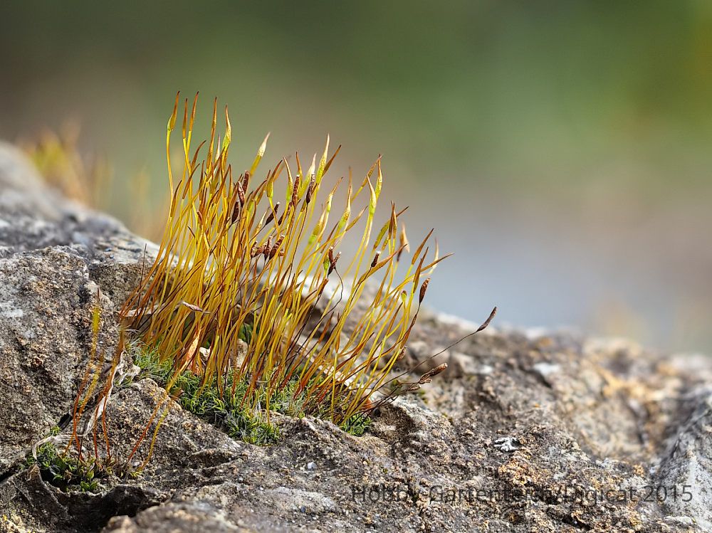2015-03-01_Moossporen_Stack_39-Frames_HGT.jpg