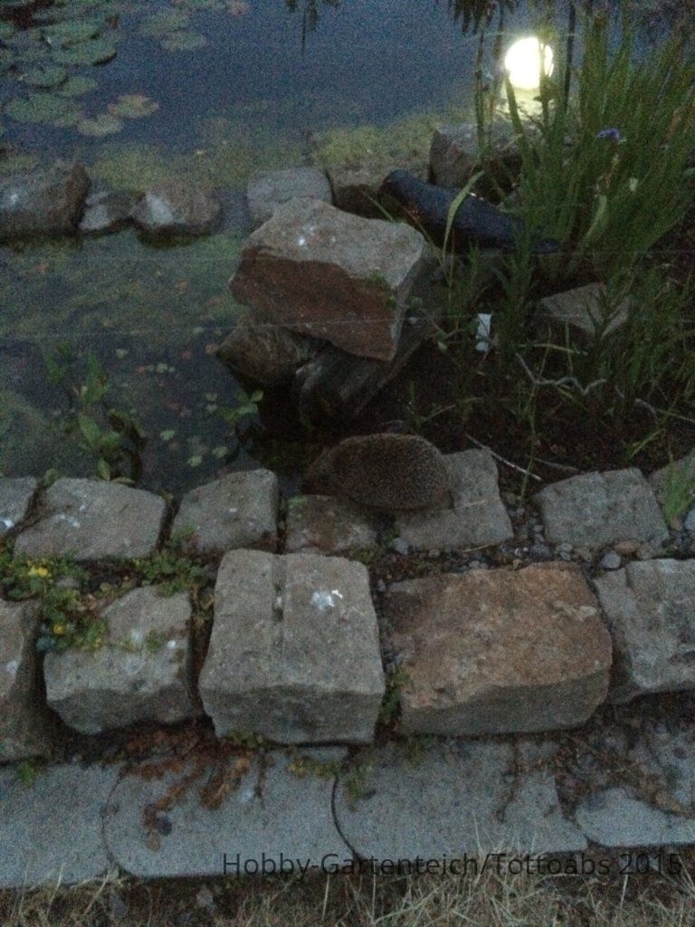2015.06.15 062.jpg