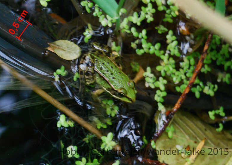 2015-08-14-Teichfrosch.jpg