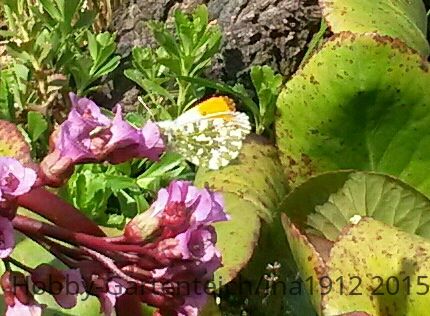20150503_123329-1-1.jpg