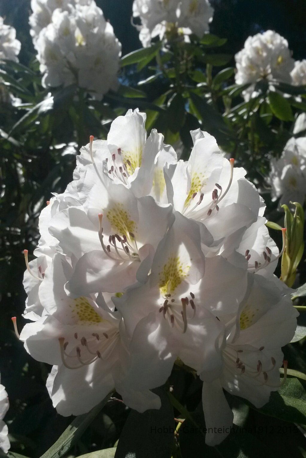20150524_151638.jpg