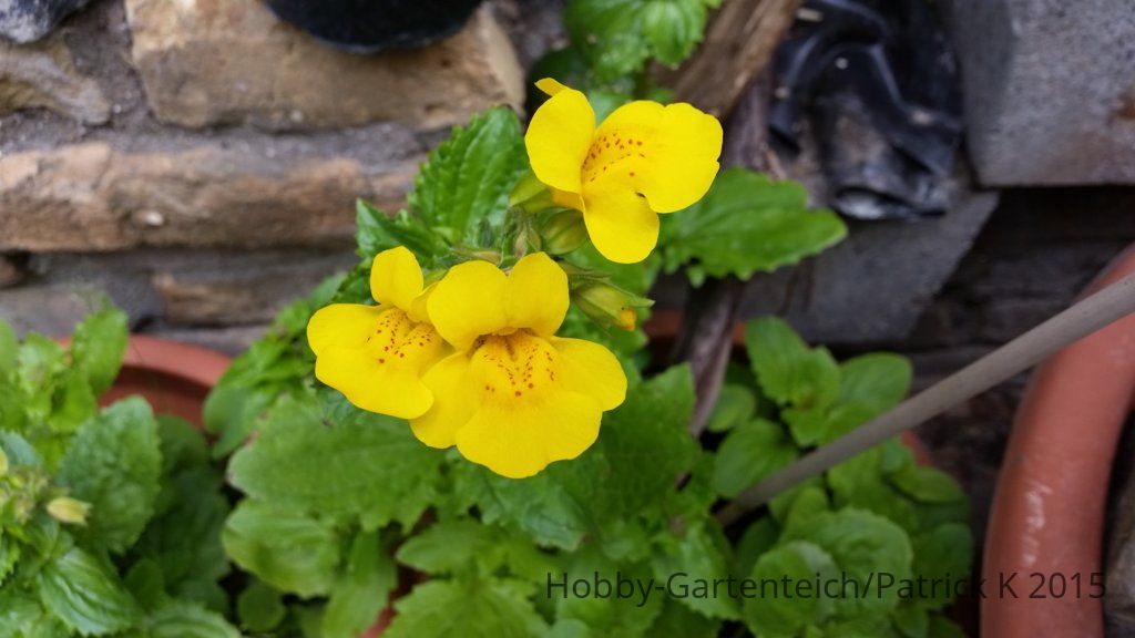 20150529_112846.jpg