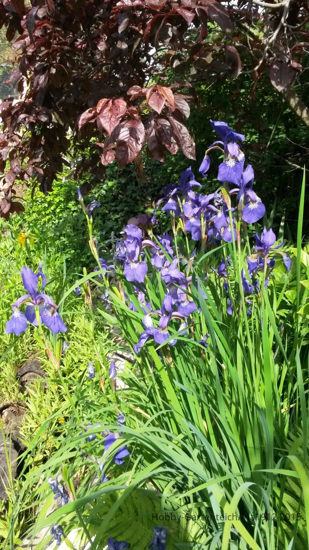 20150531_095617.jpg