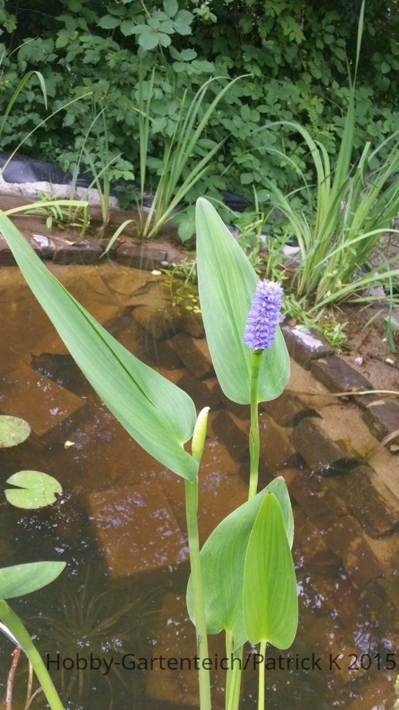 20150721_130204.jpg