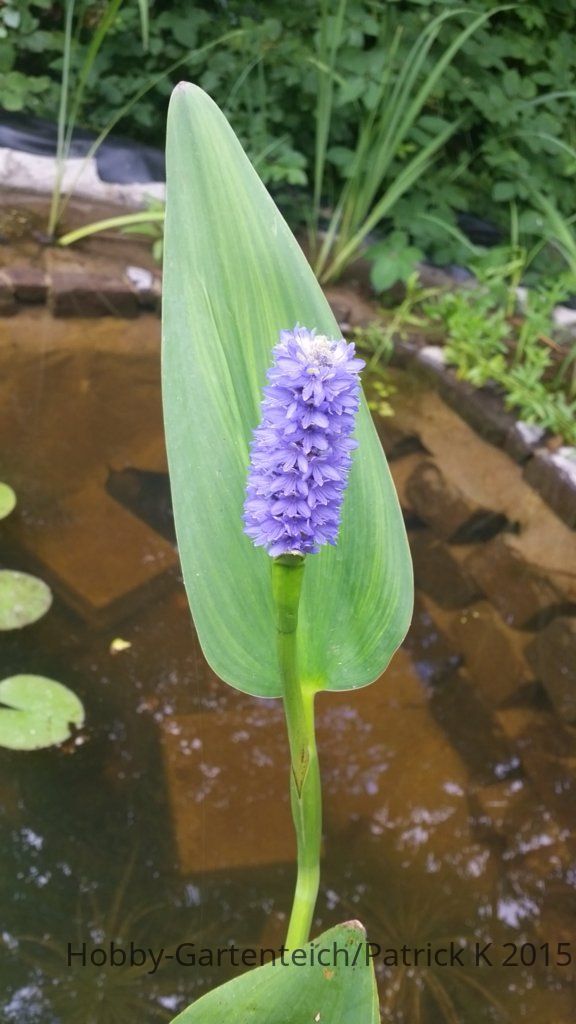 20150721_130218.jpg