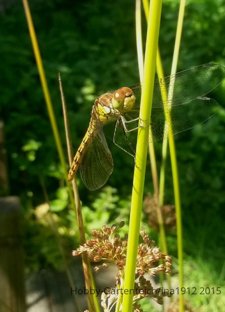 20150801_114418-1.jpg