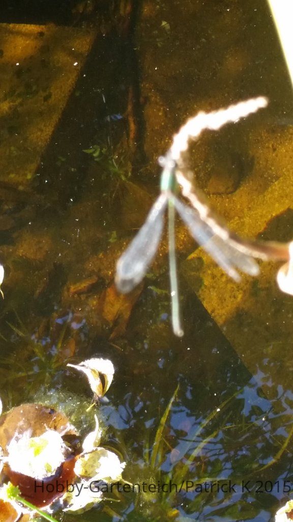 20150927_151154.jpg