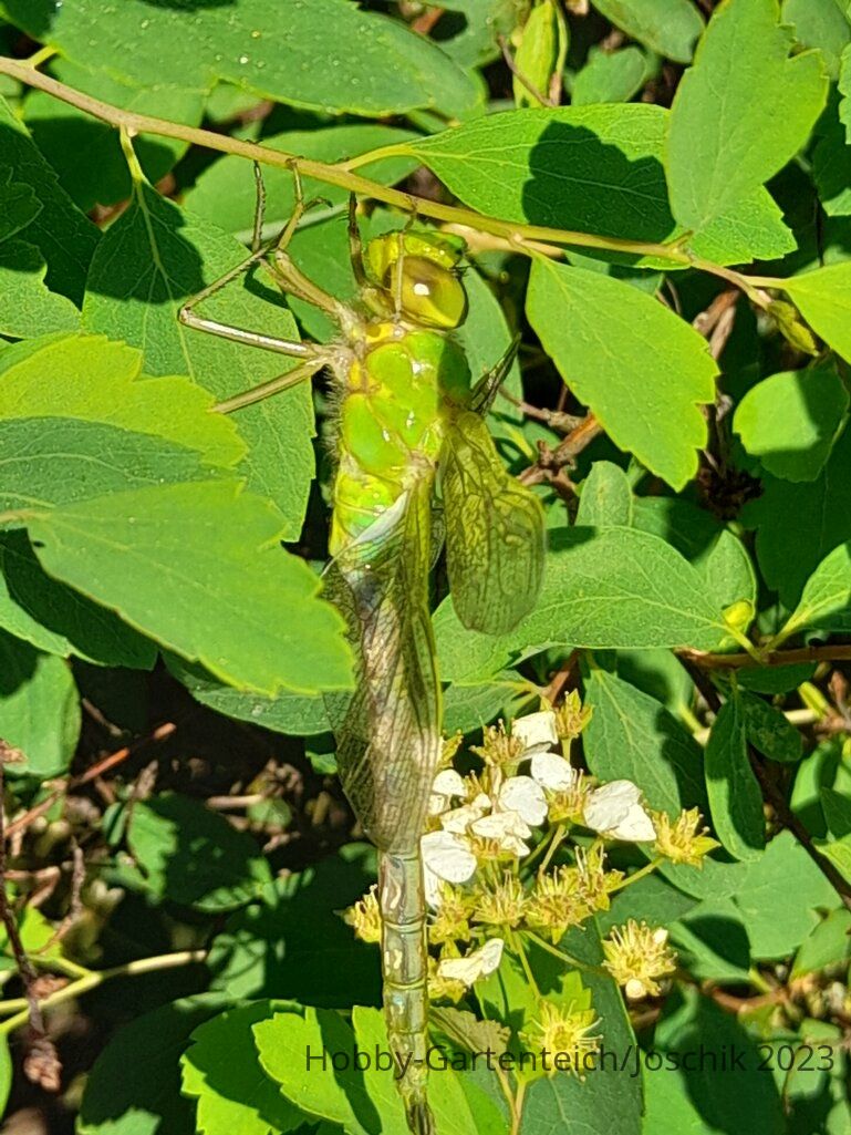 20230531_070611.jpg