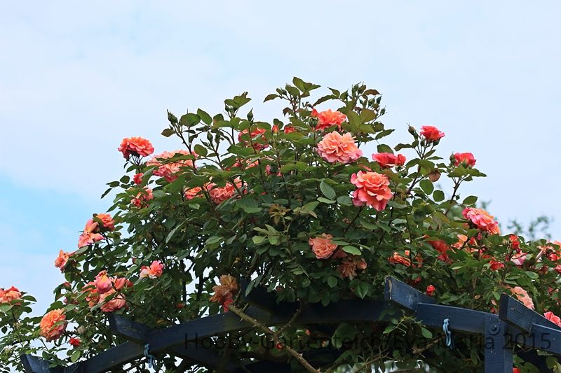 Aloha_Blüten_pfirsich_peach_viele_800.JPG