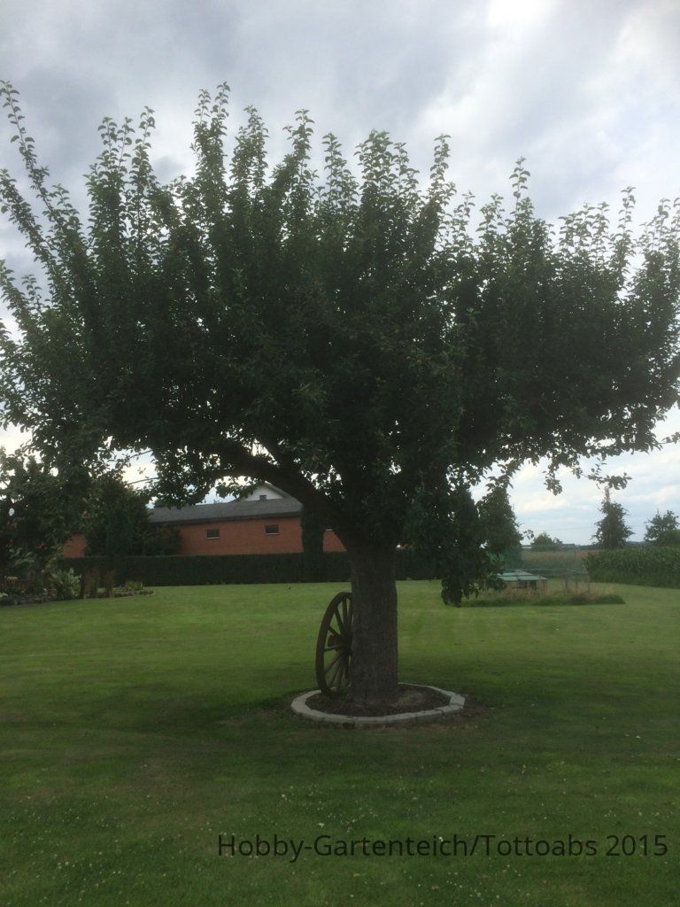 Apfelbaum 2015.07.24 019.jpg
