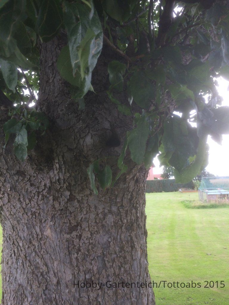 Apfelbaum 2015.07.24 020.jpg
