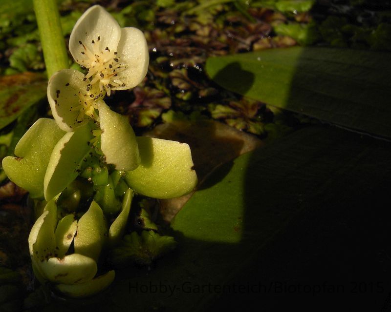 Aponogeoton distachyos2.jpg