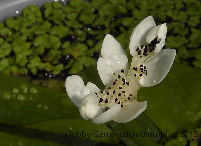 Aponogeton distachyos.jpg