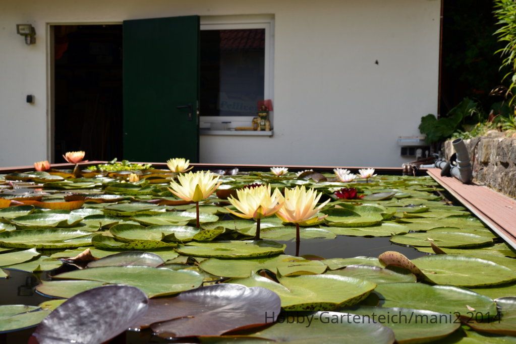 Außenbecken2.JPG