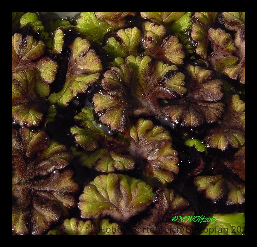Azolla.jpg