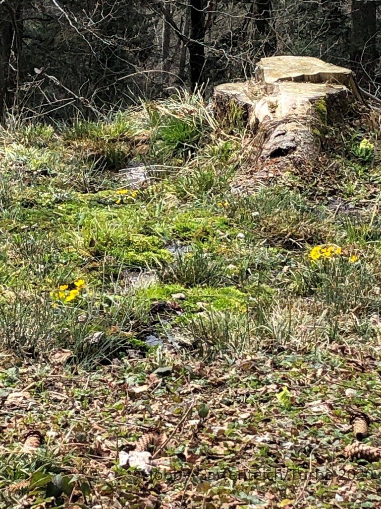 bachlauf_bachtel-jpg.215184