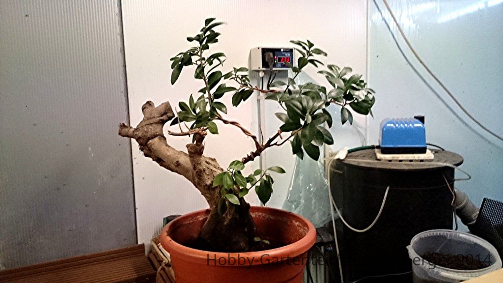 bonsai03.JPG