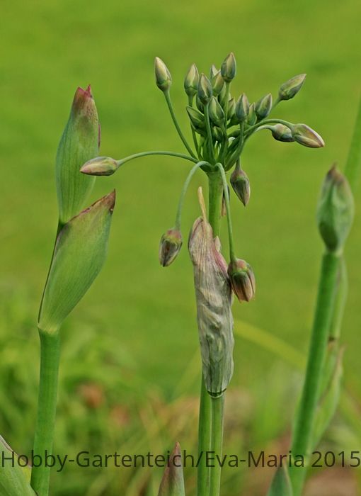 bulgarischer Lauch_grün_Stilleben_Knospen2_700.JPG
