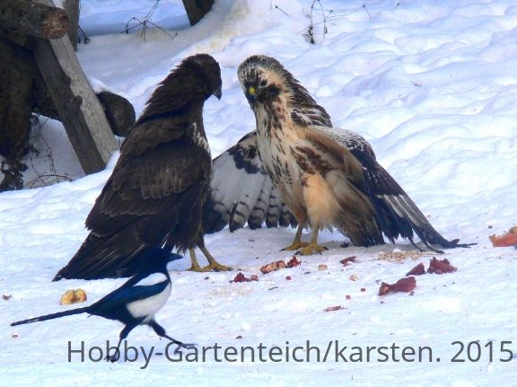 bussard.jpg