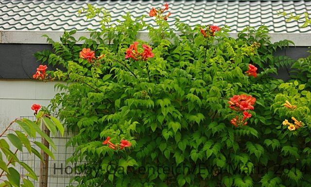 Campsis Radicans_Flavia_640.JPG