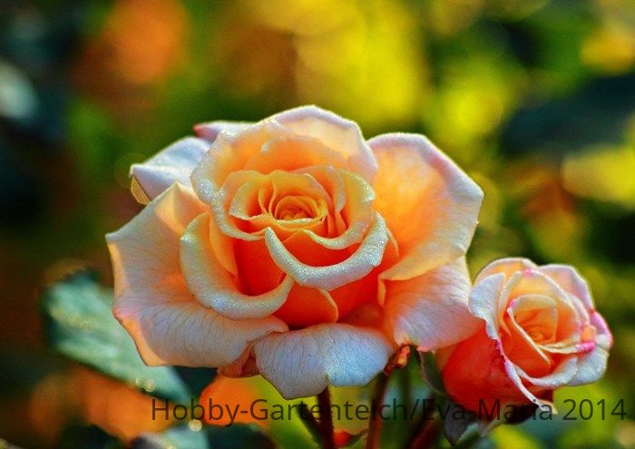 Caramella_morning dew_Morgentau_Gegenlicht_zwei_bokeh_700_s.JPG