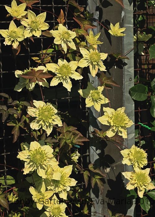 Clematis florida alba plena_weiss_grün_700.JPG